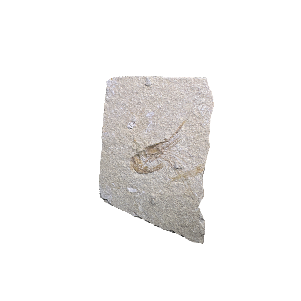 Shrimp Fossil