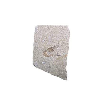 Shrimp Fossil