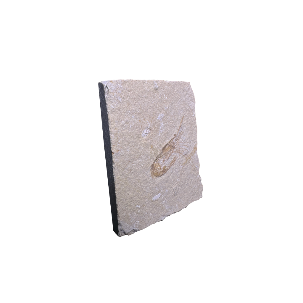 Shrimp Fossil