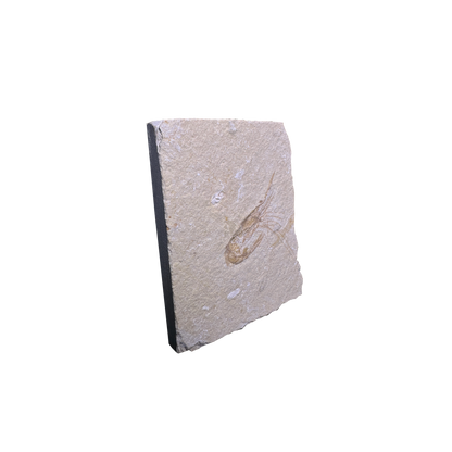 Shrimp Fossil