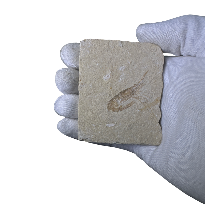 Shrimp Fossil