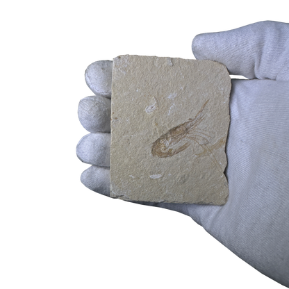 Shrimp Fossil