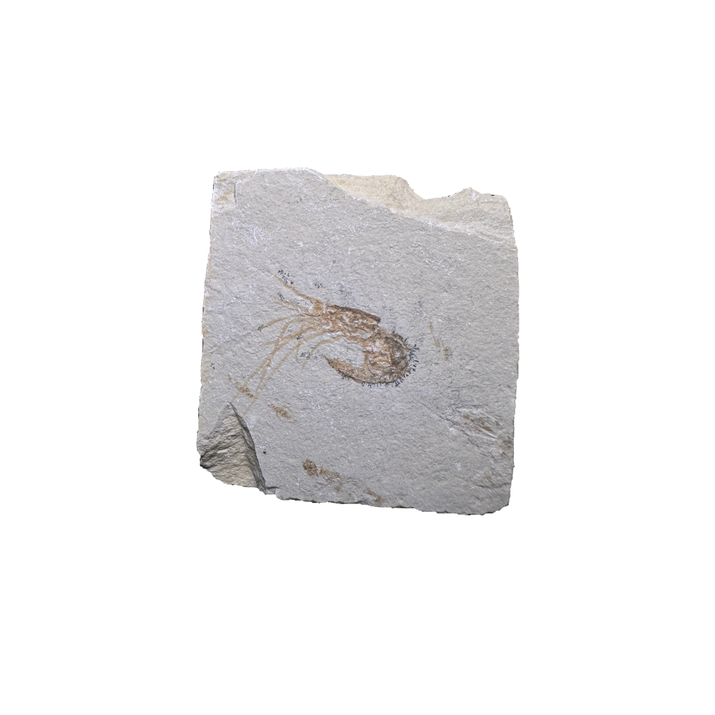 Shrimp Fossil