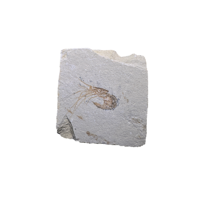 Shrimp Fossil