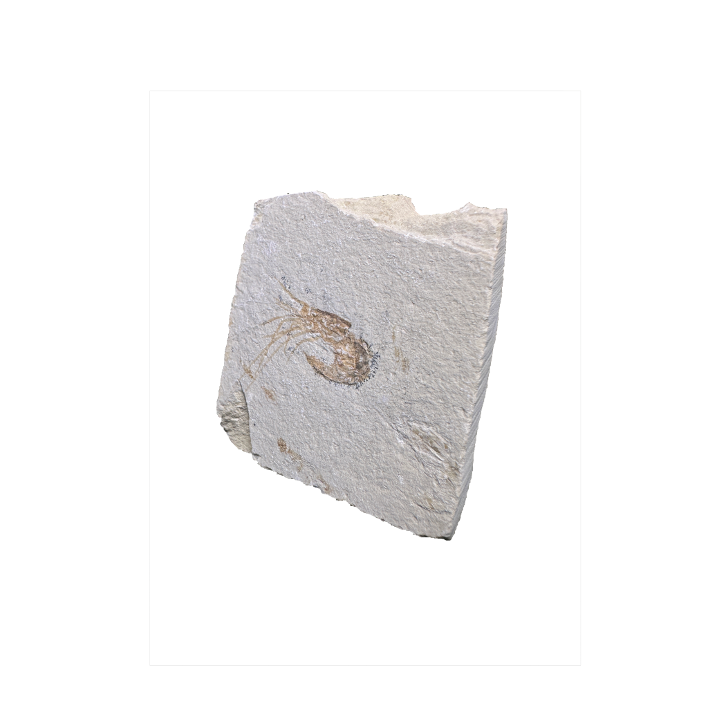 Shrimp Fossil