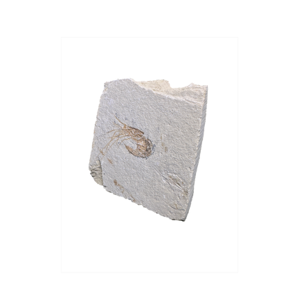 Shrimp Fossil