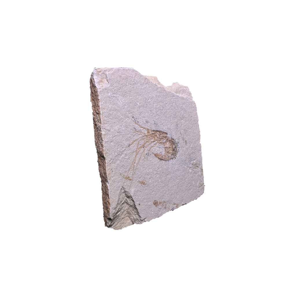 Shrimp Fossil