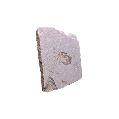 Shrimp Fossil