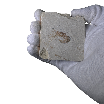 Shrimp Fossil