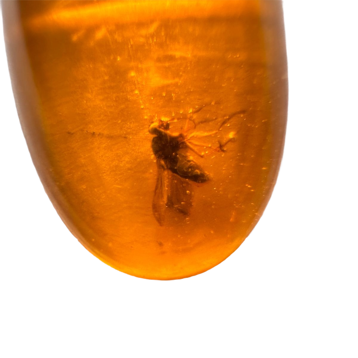 Insect in Amber