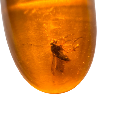 Insect in Amber