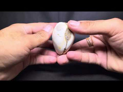 Bivalve Shell