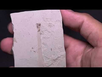 Leaf Fossil