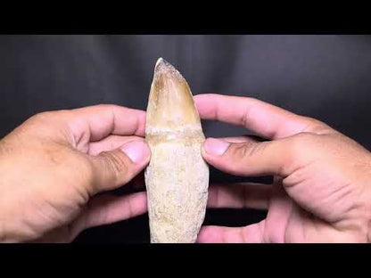 Mosasaurus Tooth