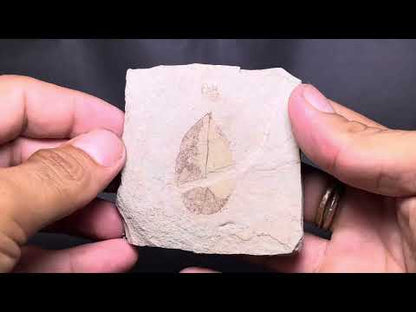Leaf Fossil