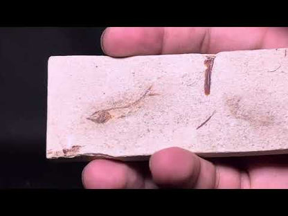 Fish Fossil