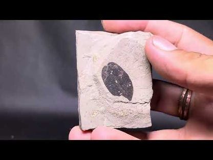 Leaf Fossil
