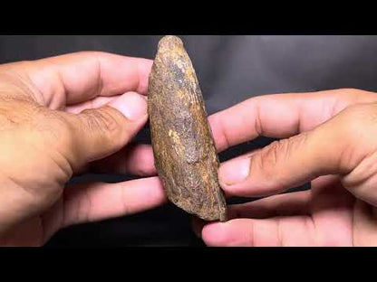 T-Rex (Tyrannosaurus) Tooth