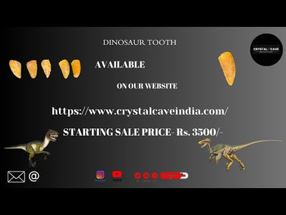 Dinosaur Tooth