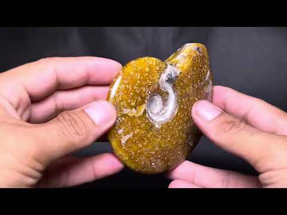 Ammonite (Cleoniceras)