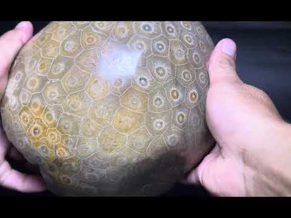Coral Fossil