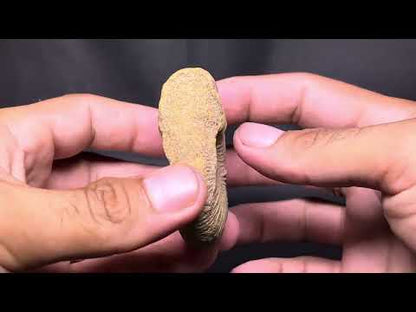 Jurassic Ammonite