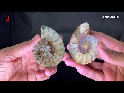 Ammonite (Cleoniceras) Sliced