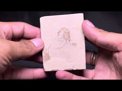 Shrimp Fossil