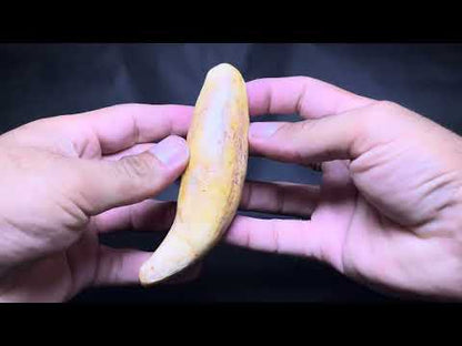 Cave Bear Tooth