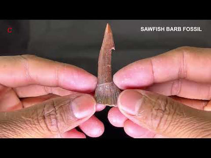 Sawfish Barb Fossil