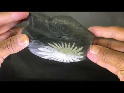 Chrysanthemum