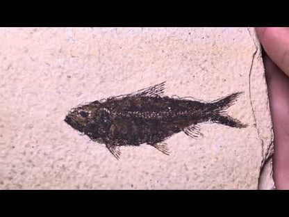 Knightia Fish Fossil