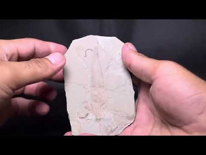 Leaf Fossil