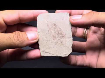Leaf Fossil
