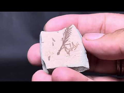 Leaf Fossil