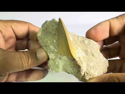 Shark Tooth in Rock