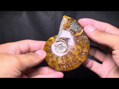 Ammonite (Cleoniceras)