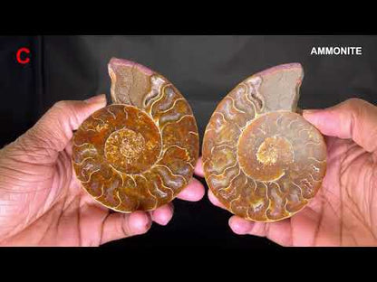 Ammonite (Cleoniceras) Sliced