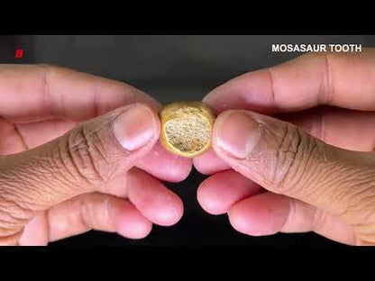 Mosasaur Tooth