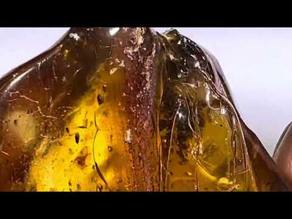 Insects in Amber