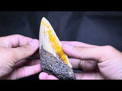 Megalodon Shark Tooth