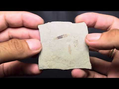 Leaf Fossil