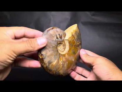 Ammonite (Cleoniceras)