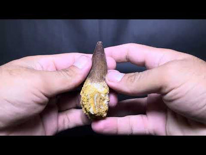 Spinosaurus Dinosaur Tooth