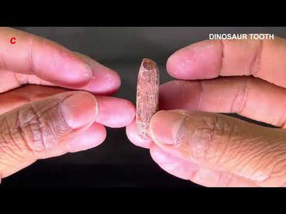 Dinosaur Tooth